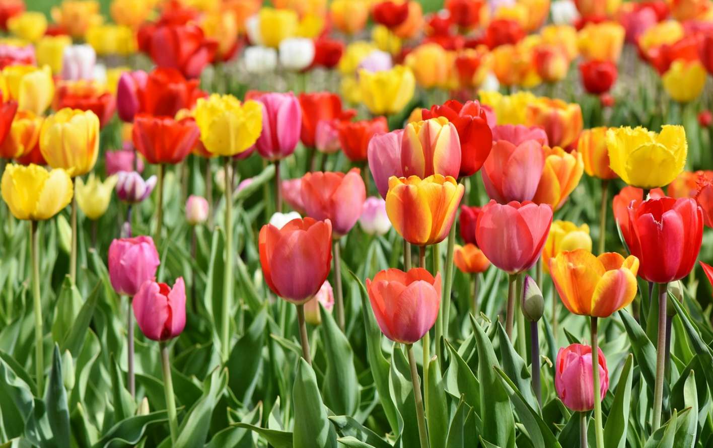 Simbolisme Warna dalam Bunga Tulip Apa yang Dapat Diketahui dari Warna-warna Ini