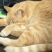 Penyakit Infeksi Virus Pada Kucing Mengenal Ancaman dan Pencegahannya
